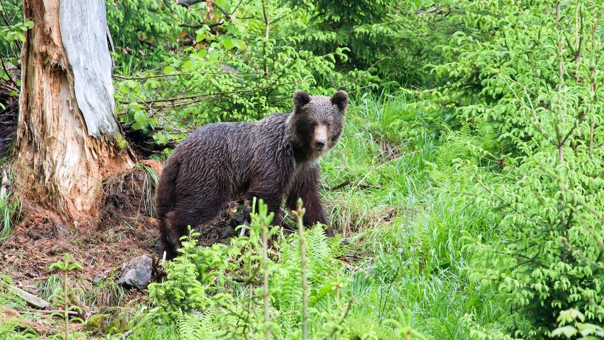 Medvěd na Slovensku zaútočil na myslivce